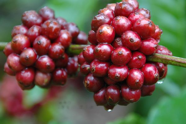 INTRODUCCION AL MUNDO DEL CAFÉ . 1 día (6 horas)